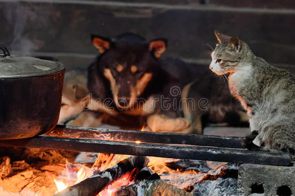 公狗和猫不中壁炉