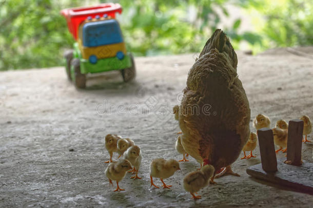 母鸡和小鸡采用SaudiArabia沙特阿拉伯爸山谷村民