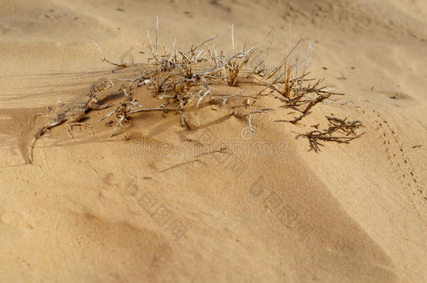 蜥蜴蟾蜍头飞龙科蜥蜴采用指已提到的人沙沙丘采用指已提到的人even采用g.