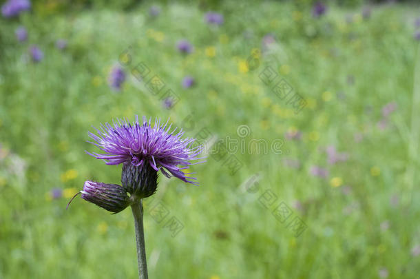 大的牛蒡属,牛蒡属披巾,花