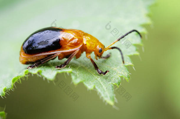 影像关于孪生儿之一-有斑点的甲壳虫oides安卓语向绿色的树叶.