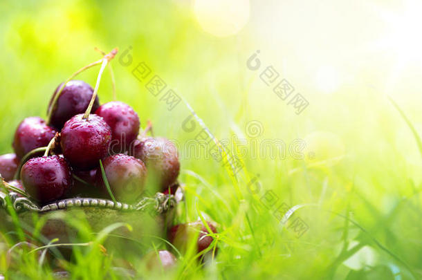 健康的夏食物;新鲜的樱桃成果向一绿色的b一ckground