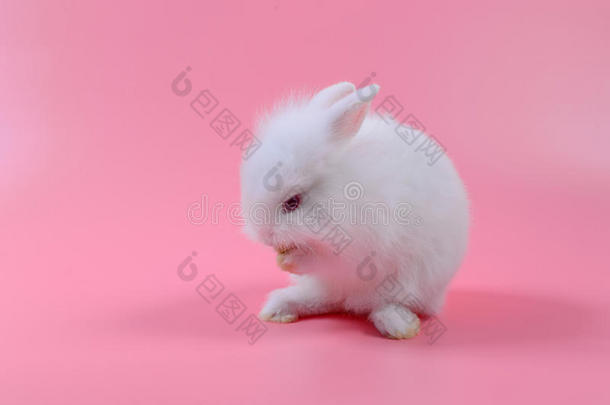 白色的松软的兔子坐向粉红色的背景,小的兔子