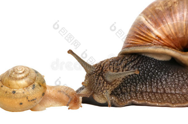 花园<strong>蜗牛</strong>隔离的向白色的.<strong>蜗牛</strong>和婴儿<strong>蜗牛</strong>家庭.