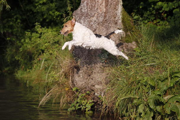 狐狸狗用于跳跃的进入中指已提到的人水