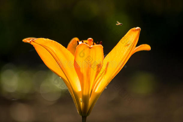 一萤火虫苍蝇越过一百合花