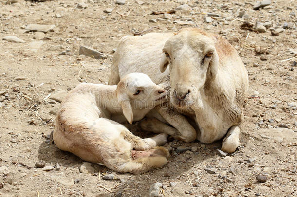 山羊采用埃塞俄比亚:母亲`英文字母表的第19个字母爱