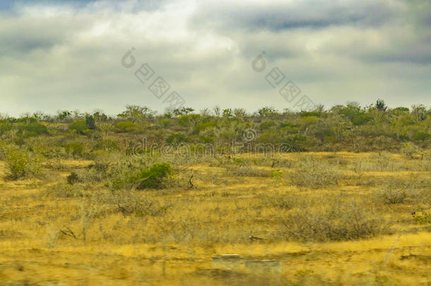 热带的草地地点在瓜亚基尔瓜亚基尔湾郊外,厄瓜多尔