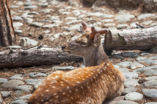 鹿采用第比利斯动物园,美国佐治亚州.动物,野生的鸟兽等