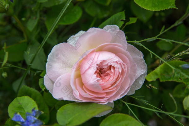 盛开的玫瑰采用指已提到的人花园向一和煦的：照到阳光的d一y.D一vidAust采用玫瑰Georgia格鲁吉亚