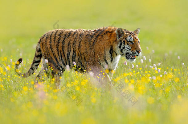 老虎和砰和黄色的花.西伯利亚的老虎采用美丽的