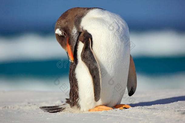 巴布亚企鹅企鹅,皮戈斯西利斯巴布亚岛,起立向指已提到的人白色的海滩wickets三柱门