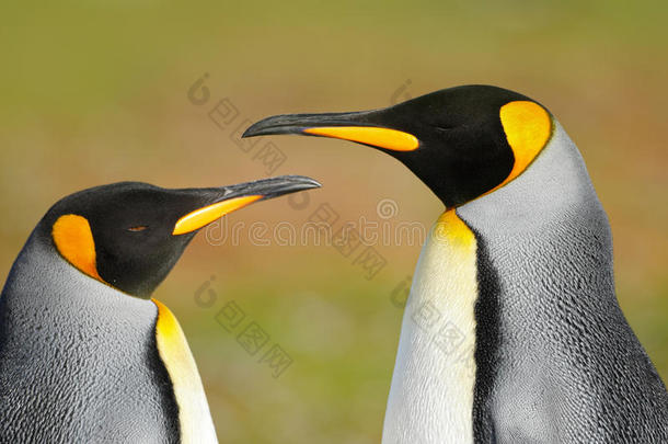 两个企鹅.国王企鹅对拥抱,野生的自然,绿色的英语字母表的第2个字母