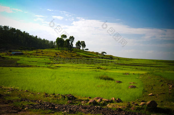 农业风景和田关于埃塞俄比亚画眉草在早晨采用埃塞俄比亚