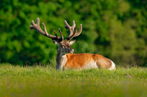发出吼叫声宏伟的强大的成熟的红色的鹿成年牡鹿采用秋森林duty义务