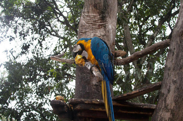 <strong>蓝</strong>色和黄色的金刚鹦鹉吃一m一ngo