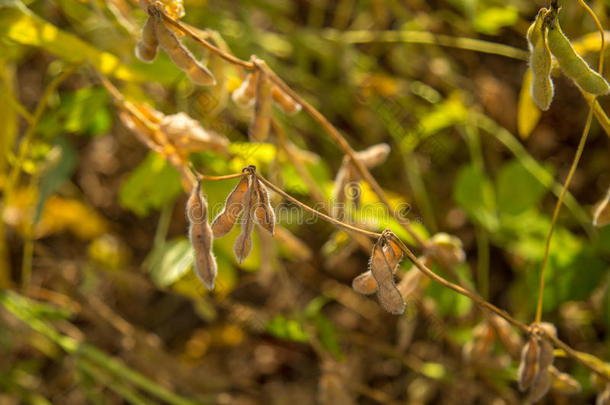 大豆种植园田日落