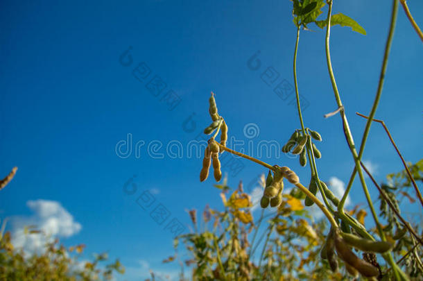 大豆种植园田日落