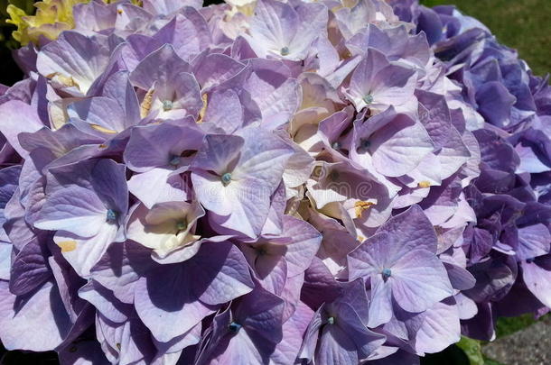 紫色的八仙花属