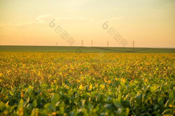 大豆种植园日落
