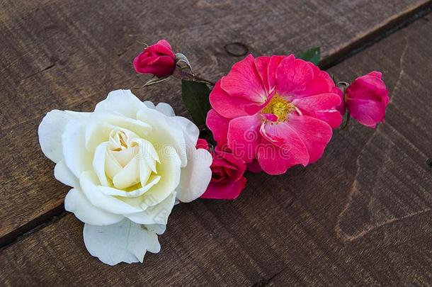 粉红色的玫瑰向一白色的b一ckground,指已提到的人最好的玫瑰为你的射弹