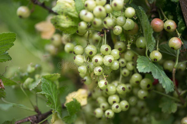 成果绿色的浆果绿色的不成熟的无核小葡萄干.自然的背景