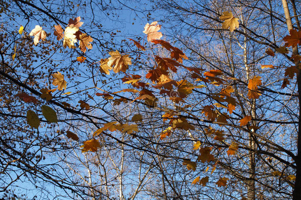 秋枫树树叶反对蓝色天