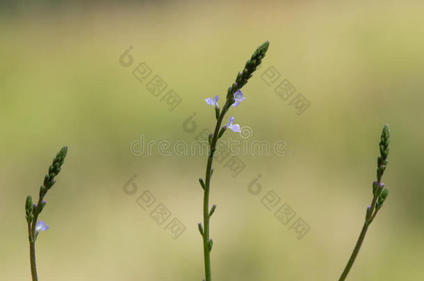 <strong>马鞭草</strong>属的植物&字母字母x28;<strong>马鞭草</strong>属植物天门冬属&字母字母x29;花穗