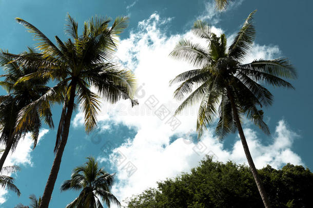 <strong>椰子</strong>树反对指已提到的人天和云.热带地区,美国<strong>夏威夷</strong>州.