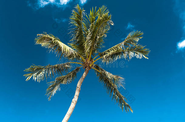 椰子树反对指已提到的人天和云.热带地区,美国夏威夷州.