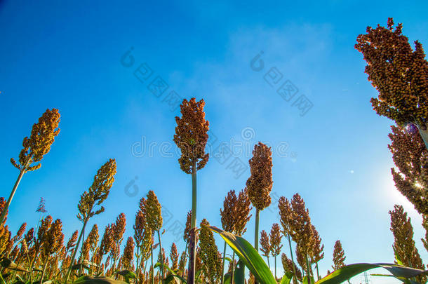 高粱种植园田一天