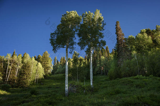 孪生儿之一山杨,非常柔软的和阳光,碲化物,美国科罗拉多州