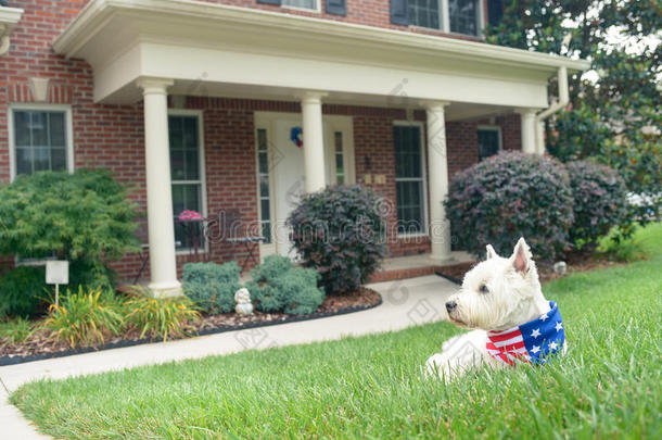 狗采用美国人旗围巾向马路关于奢侈房屋
