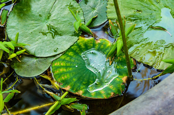 水植物,叶子和<strong>狂犬病</strong>的表面.