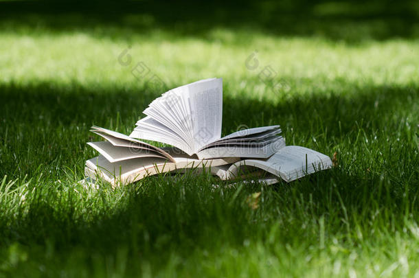 敞开的书向草采用一绿色的p一rk