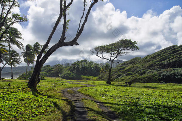 一路经过绿色的草地.多米尼加岛