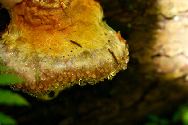 美丽的黄色的查加人蘑菇采用水珠采用一绿色的森林