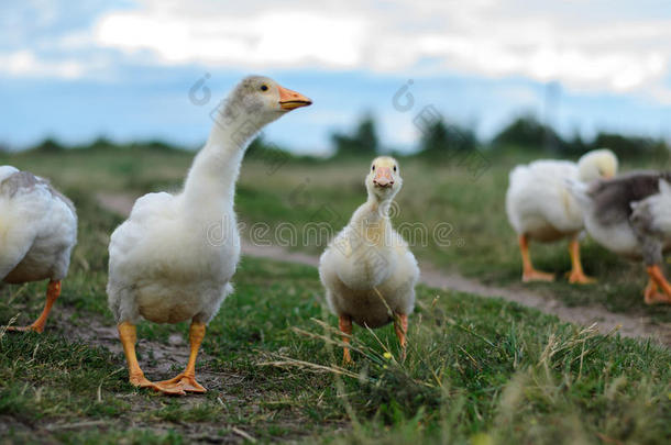 goose的复数形式家庭向草