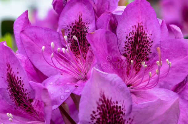 紫色的杜鹃花