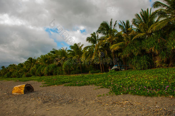 风景和手掌树.露兜树,班乃岛,菲律宾.