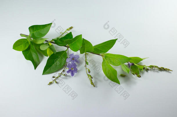 小的白色的混合紫罗兰花或假连翘属代表花伊斯拉特