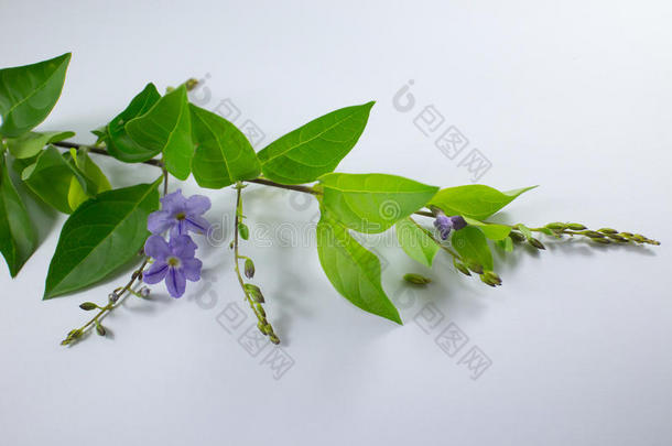 小的白色的混合紫罗兰花或假连翘属代表花伊斯拉特
