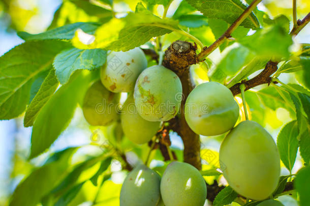 年幼的李子树成果-有机的健康的食物从指已提到的人自然.