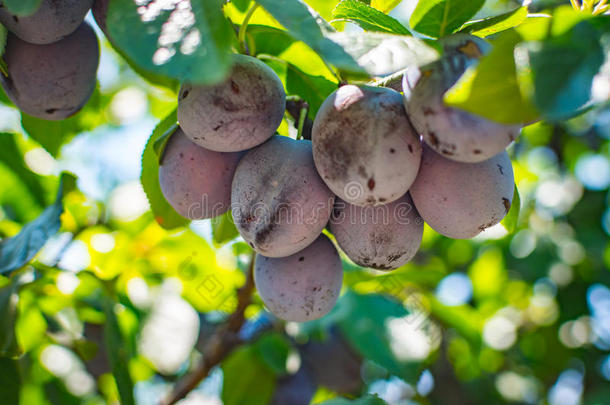 未成熟的李子树成果-有机的健康的食物从指已提到的人自然.