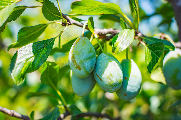 未成熟的李子树成果-有机的健康的食物从指已提到的人自然.
