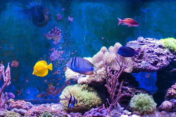 礁油箱,海的水族馆满的关于鱼和植物.油箱少女