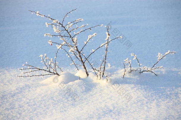 冬背景:雪<strong>大量</strong>的树-股份<strong>照片</strong>