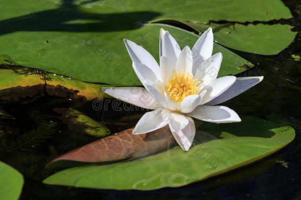 白色的水百合花和一蜜蜂