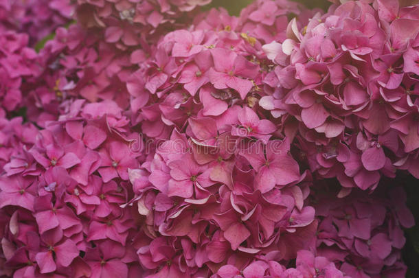 粉红色的八仙花属或h或tensia