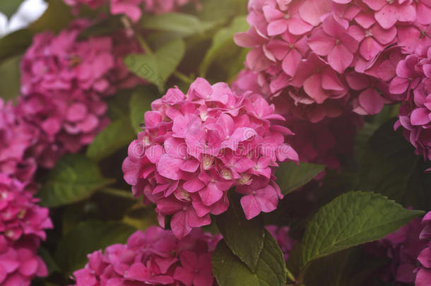 粉红色的八仙花属或h或tensia花